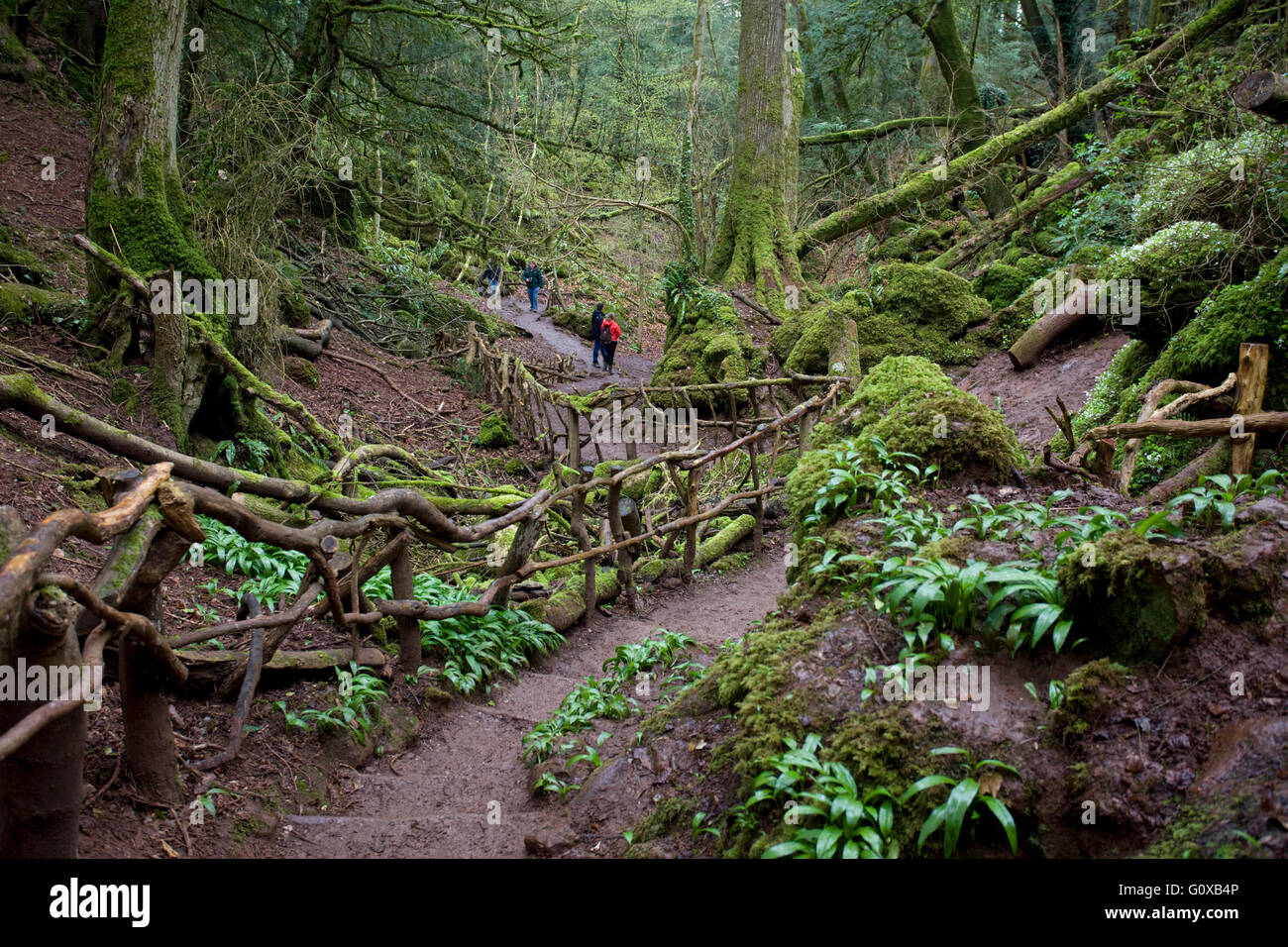 Puzzlewood is an ancient woodland in the forest of dean Gloucester
