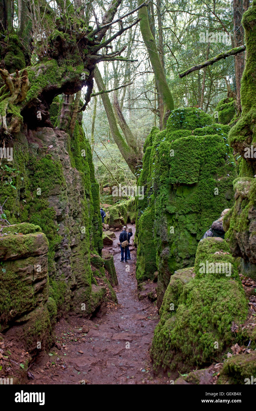 Puzzlewood hires stock photography and images Alamy
