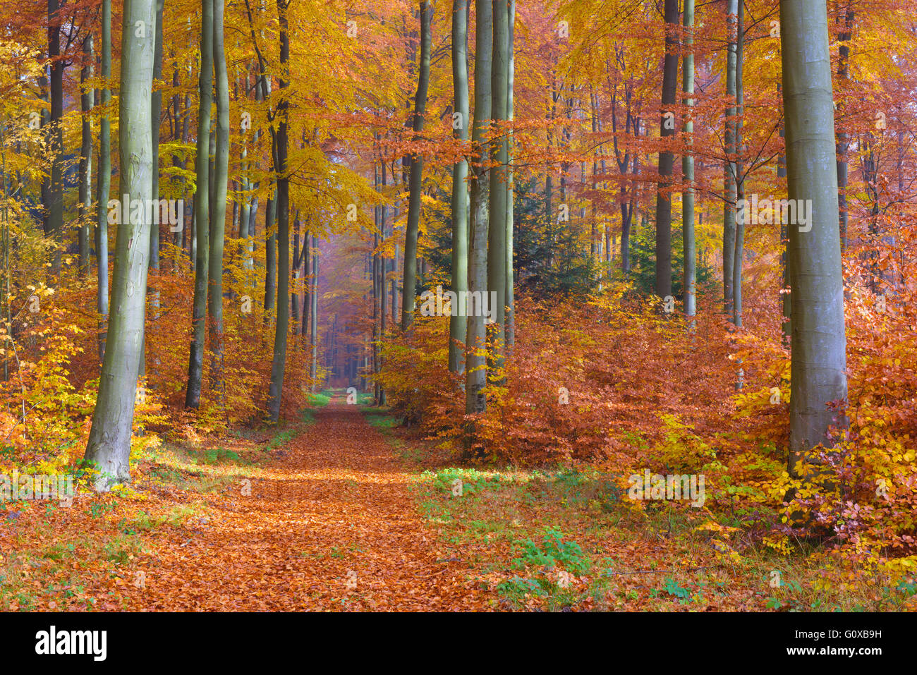 Path through European Beech (Fagus sylvatica) Forest in Autumn, Spessart, Bavaria, Germany Stock Photo