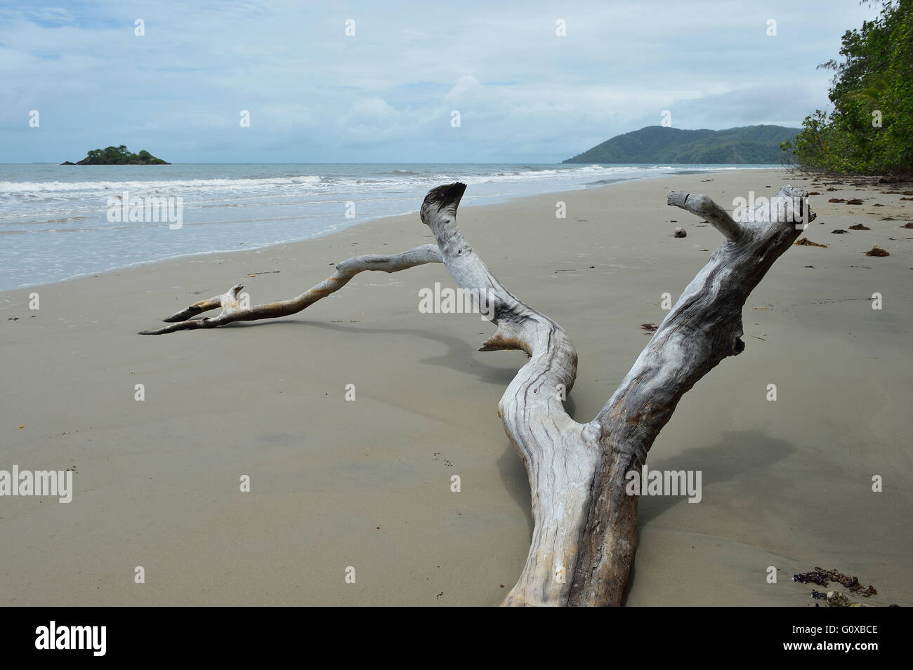 Driftwood on Beach, Newell Beach, Newell, Queensland, Australia Stock Photo