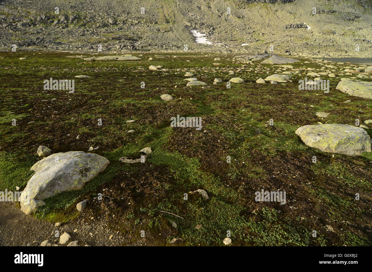 Unsorted patterned ground on a Norwegian plateau Stock Photo
