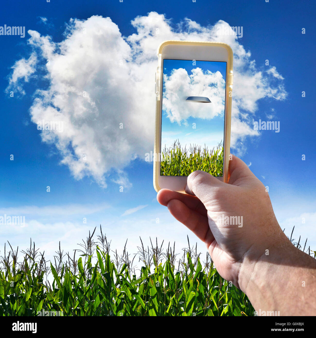 Hand Holding Cell Phone in Cornfield Stock Photo