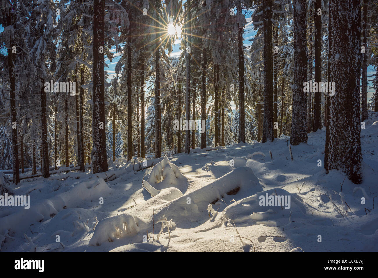 Snow Covered Winter Forest with Sun, Grosser Feldberg, Frankfurt, Taunus, Hesse, Germany Stock Photo