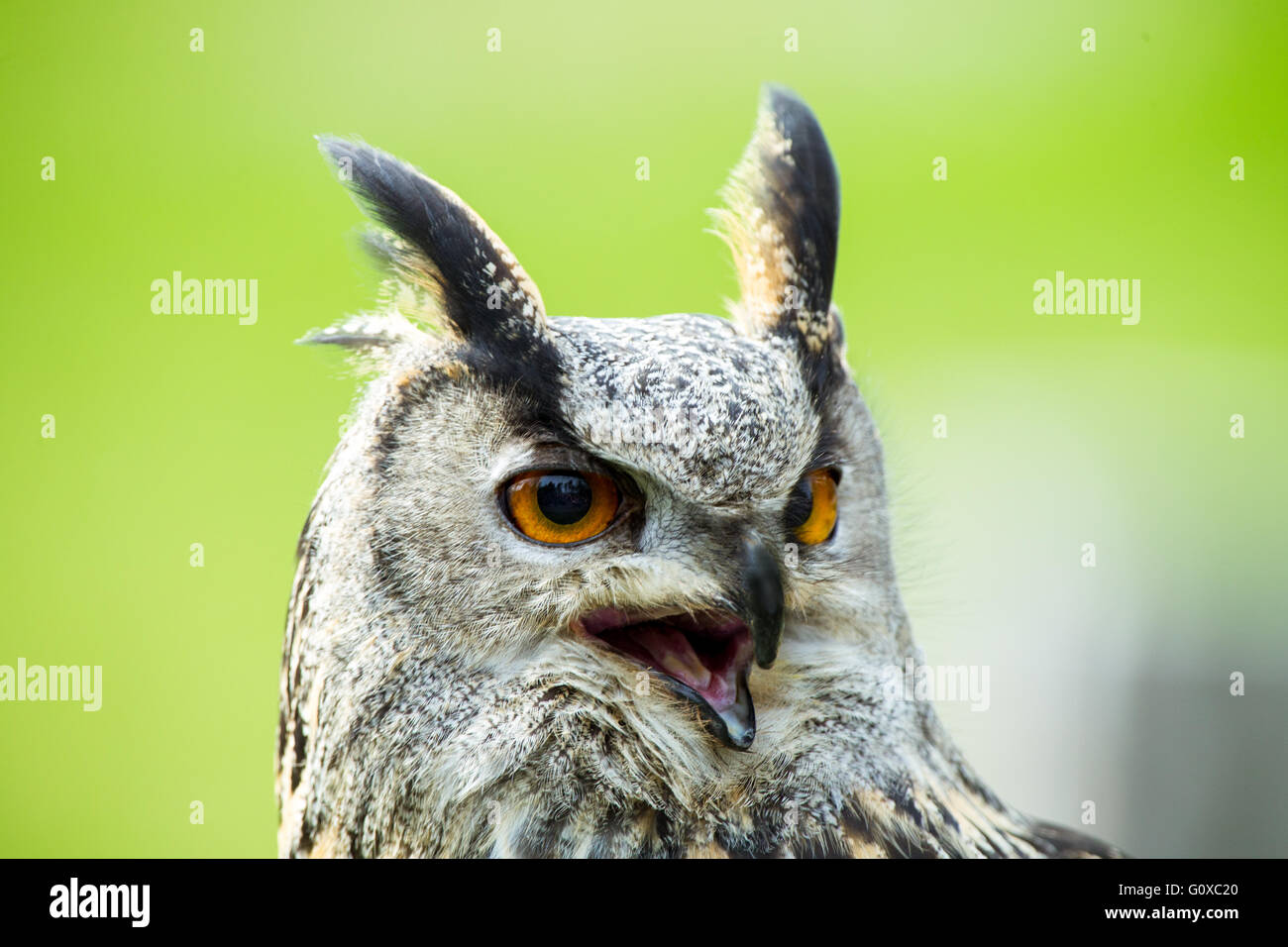 Eagleowl portrait, showing the feather horns Stock Photo Alamy