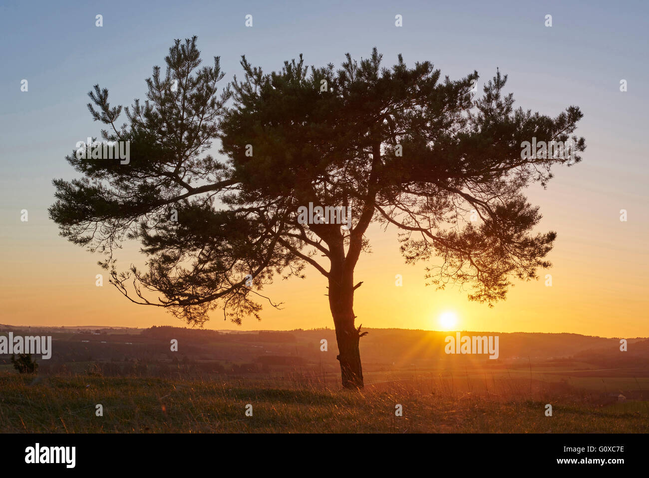 Scenic view of silhouette of Scots pine tree (Pinus sylvestris) at sunset in autumn, Upper Palatinate, Bavaria, Germany Stock Photo