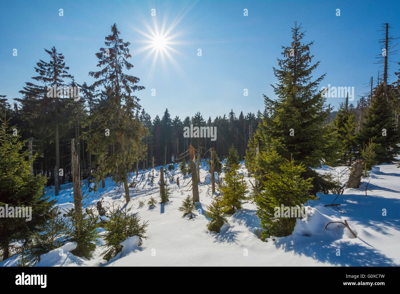 Mountain Forest with Sun in Winter, Altenau, Harz, Lower Saxony, Germany Stock Photo