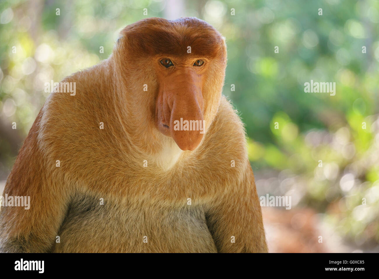 Proboscis Monkeys  New England Primate Conservancy