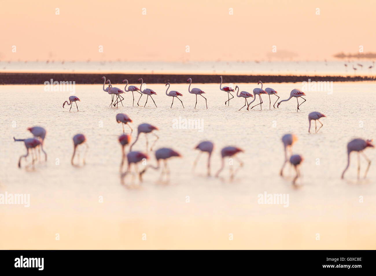 Greater Flamingos (Phoenicopterus roseus) at Sunrise, Saintes-Maries-de-la-Mer, Parc Naturel Regional de Camargue, France Stock Photo