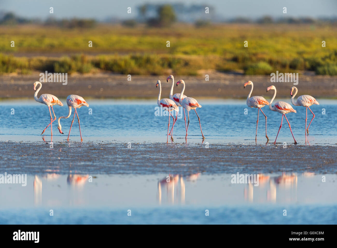 Greater Flamingos (Phoenicopterus roseus), Saintes-Maries-de-la-Mer, Parc Naturel Regional de Camargue, France Stock Photo