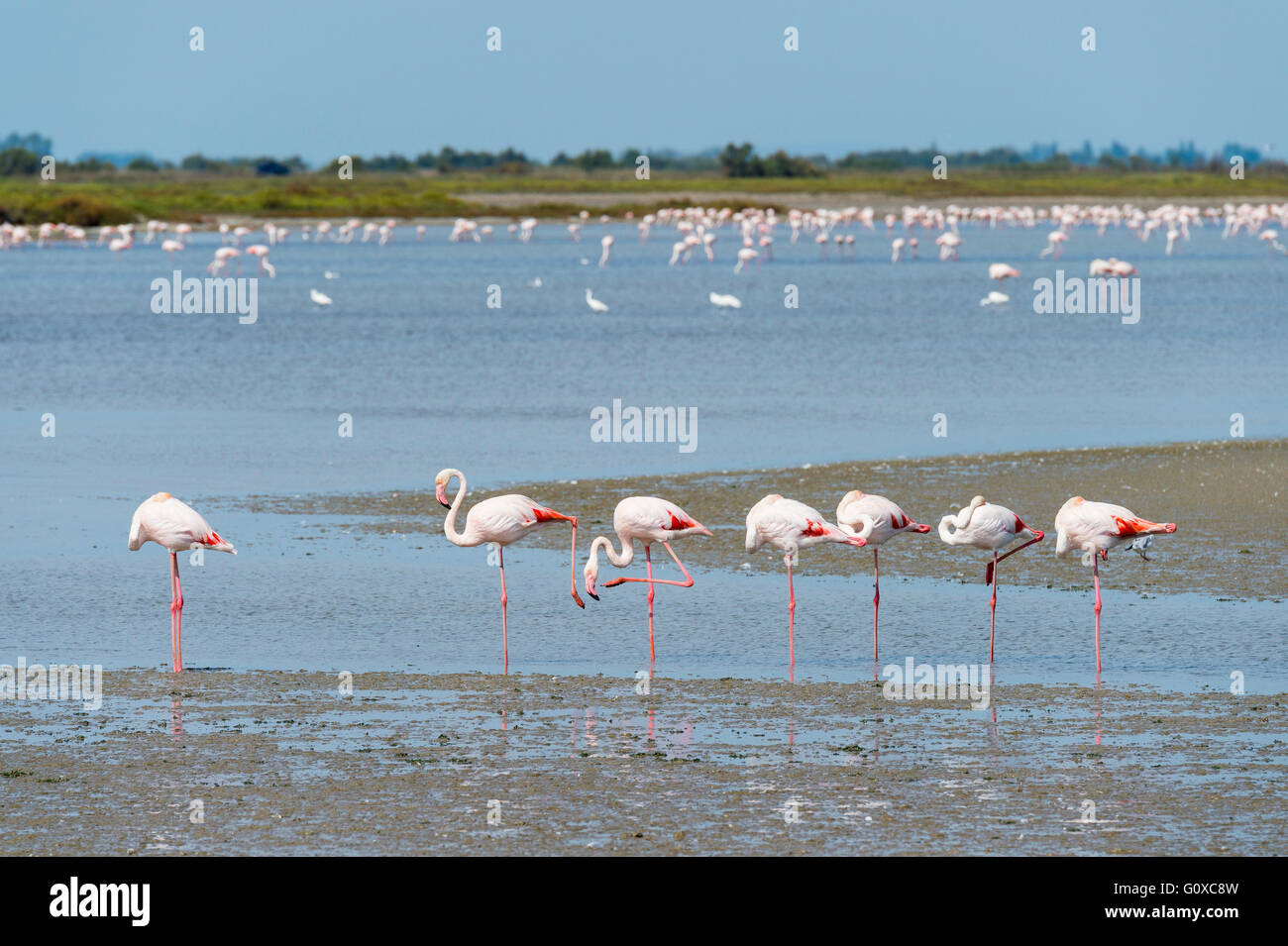 Greater Flamingo (Phoenicopterus roseus), Saintes-Maries-de-la-Mer, Parc Naturel Regional de Camargue, France Stock Photo