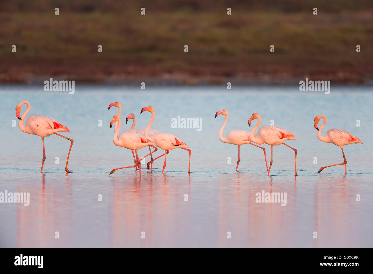 Greater Flamingos (Phoenicopterus roseus) at Dusk, Saintes-Maries-de-la-Mer, Parc Naturel Regional de Camargue, France Stock Photo