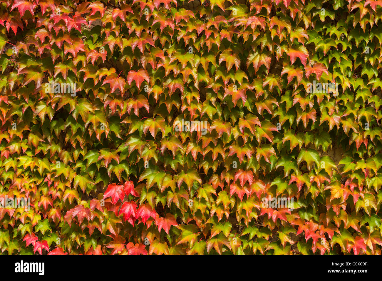 Japanese Creeper (Parthenocissus tricuspidata) Leaves on Wall in Autumn