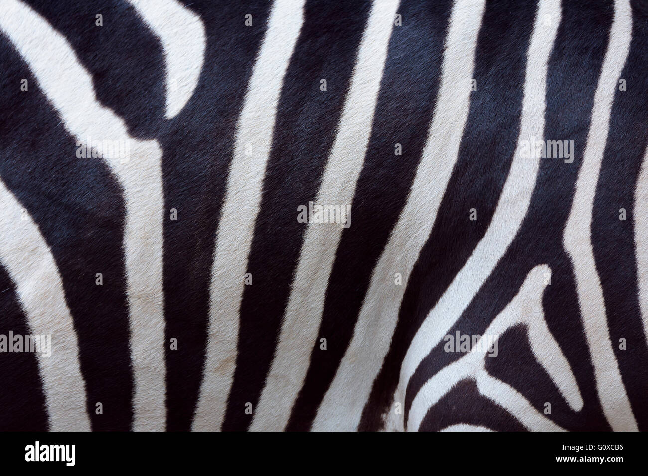 Close-up of Skin of Zebra Stock Photo