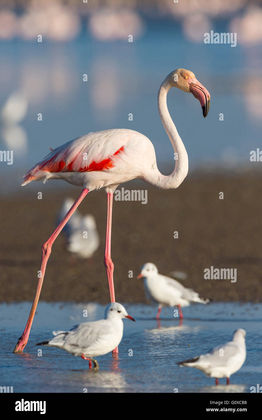 Greater Flamingo and Black-headed Gulls, Saintes-Maries-de-la-Mer, Parc Naturel Regional de Camargue, France Stock Photo
