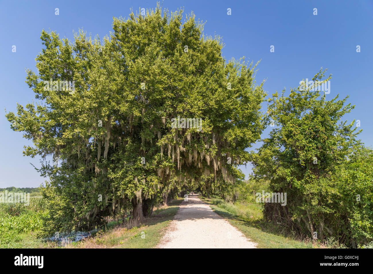 Trail surrounded by trees and other vegetation in Brazos Bend State Park near Houston, Texas