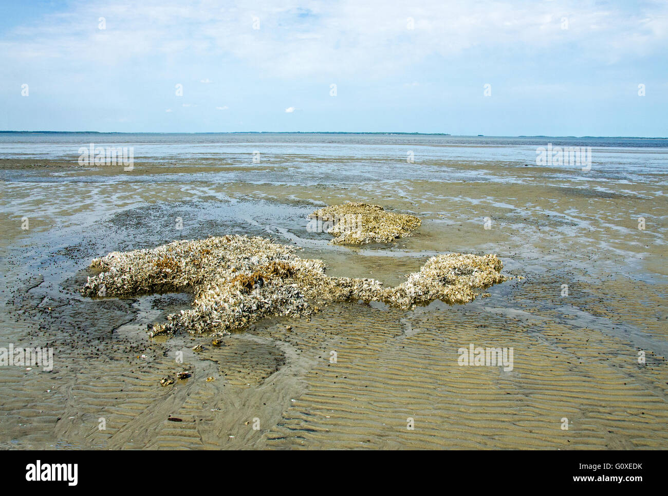 Oyster Beds in South Carolina Tidal Flats Stock Photo Alamy