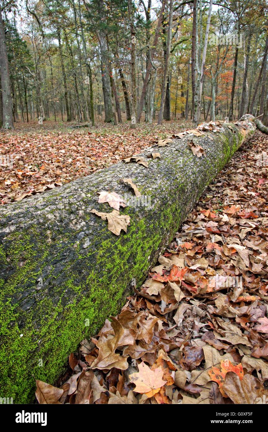 Along the Natchez Trace Parkway during the autumn Stock Photo - Alamy