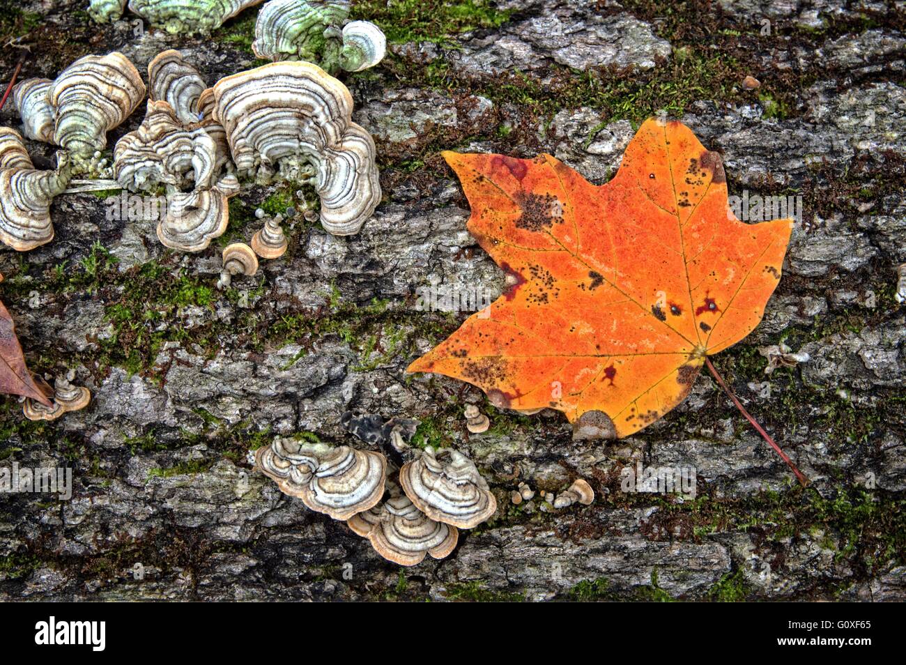 Along the Natchez Trace Parkway during the autumn Stock Photo - Alamy