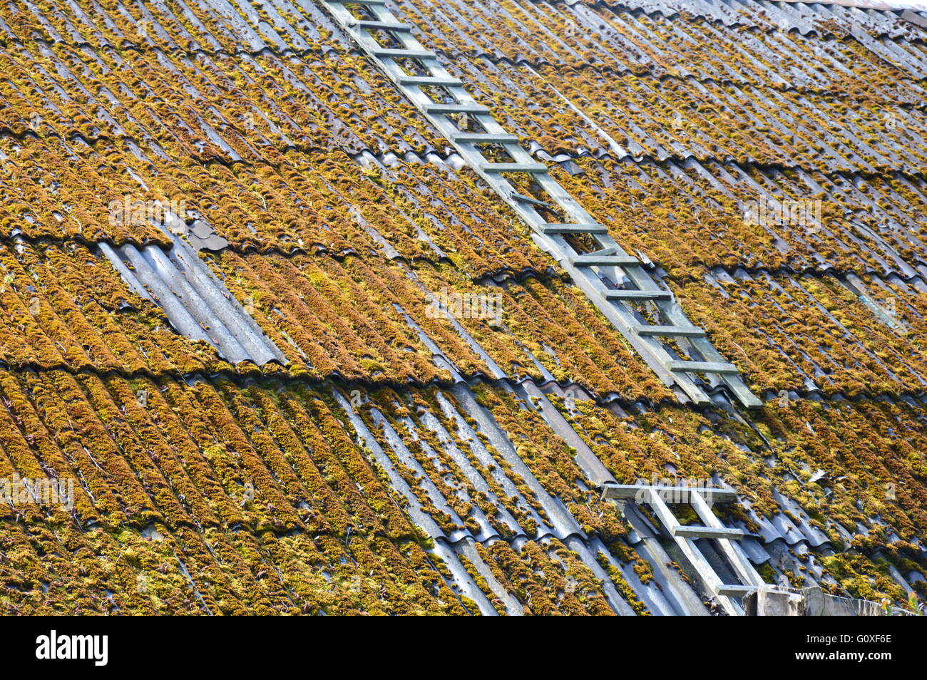 Moss on roof and ladder Stock Photo - Alamy