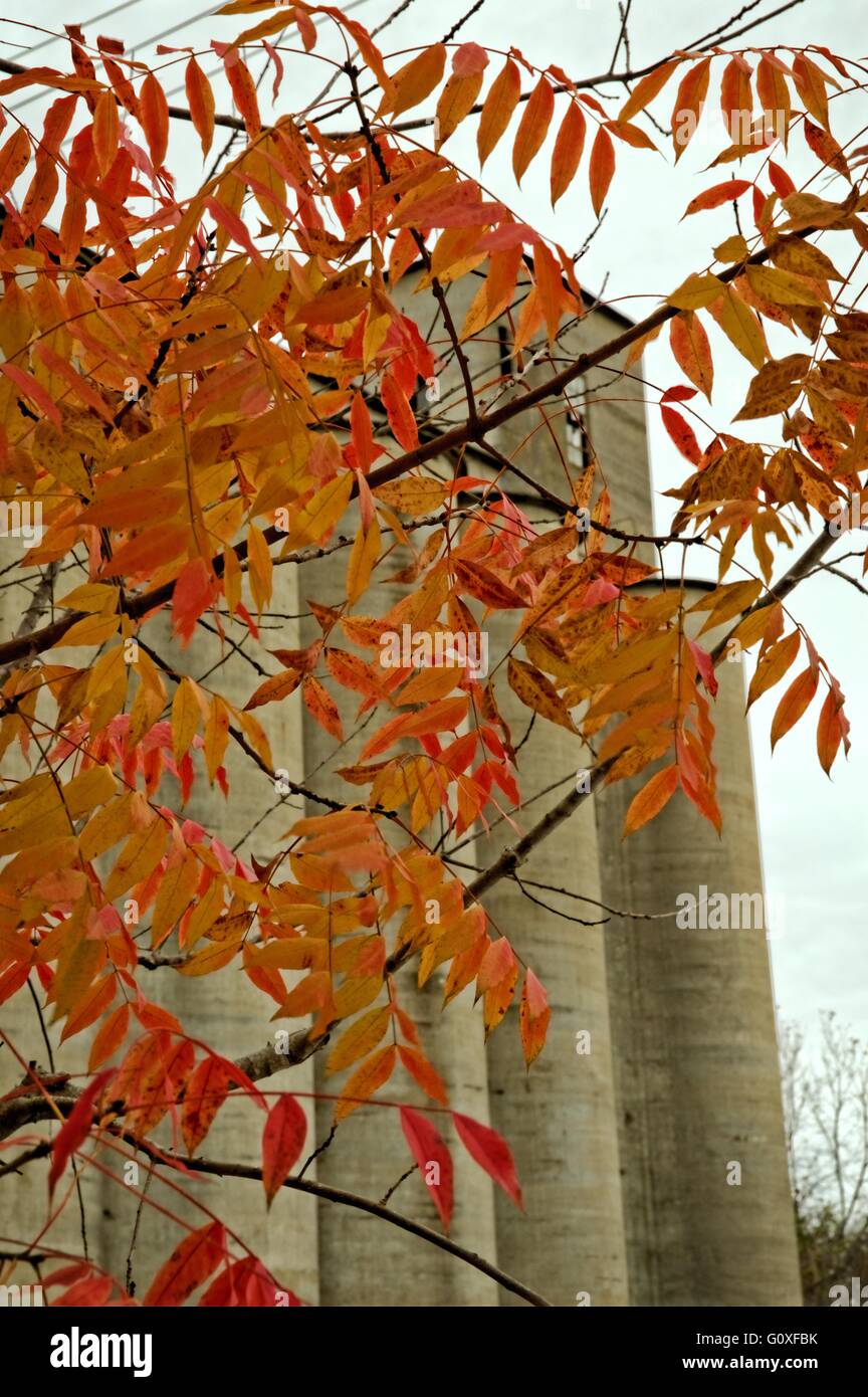 Architecture and autumn colors in Franklin Tennessee, USA Stock Photo