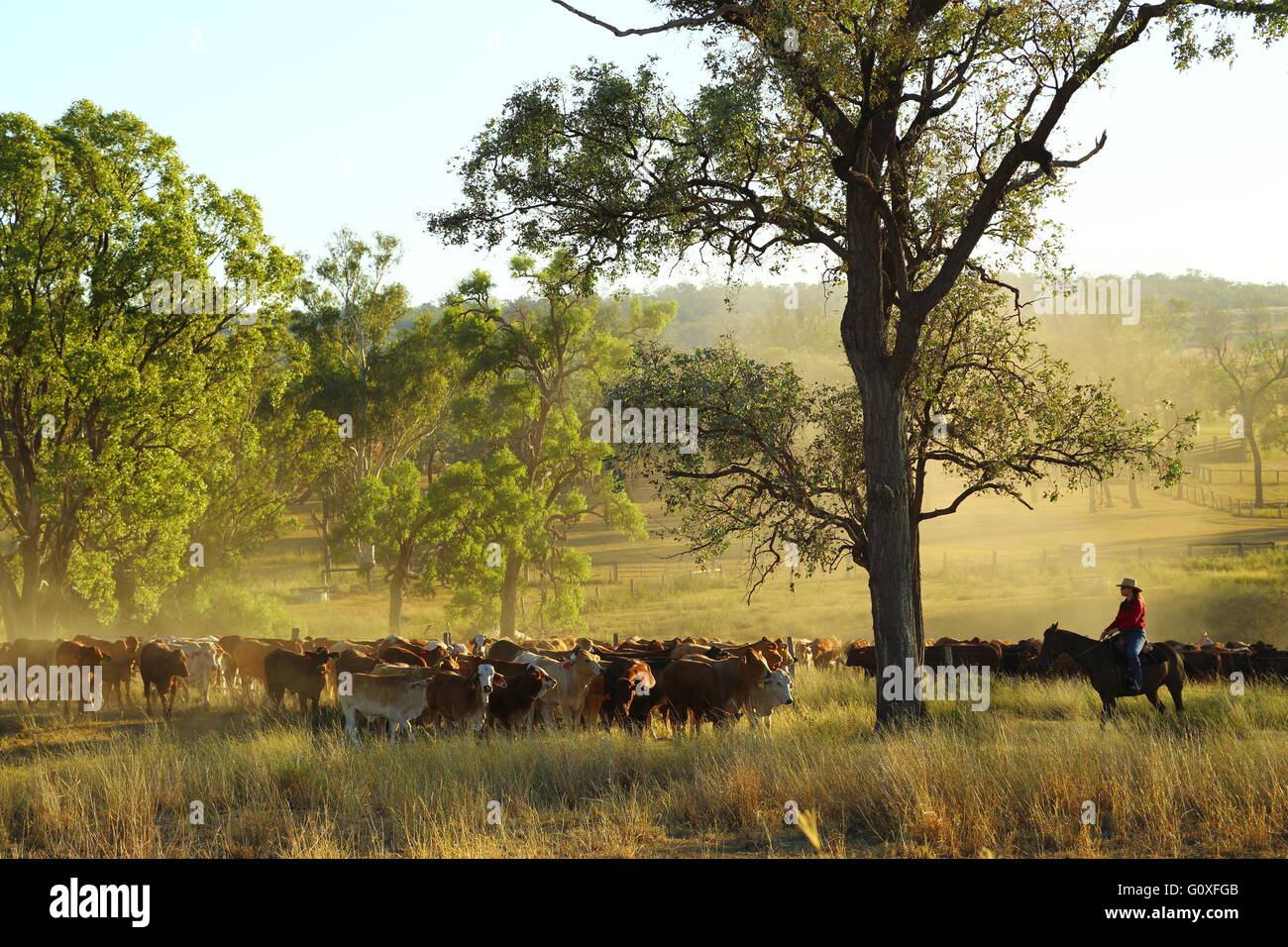 A large mob of cattle being mustered during the Eidsvold Charity Cattle Drive near Eidsvold in Queensland, Australia. Stock Photo