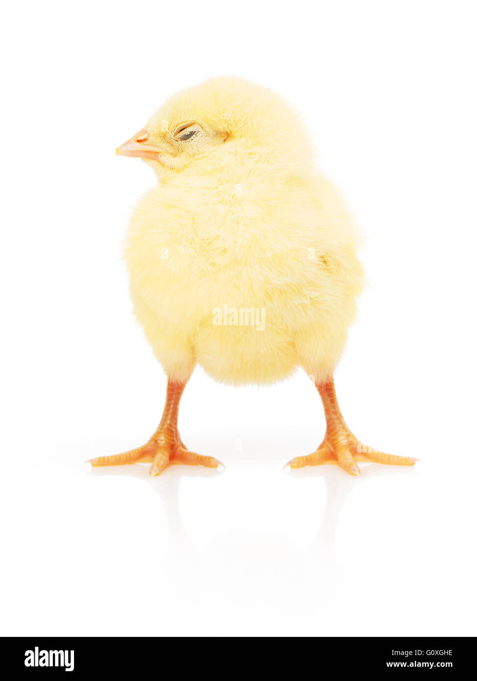 Small yellow chicken isolated on white background Stock Photo - Alamy