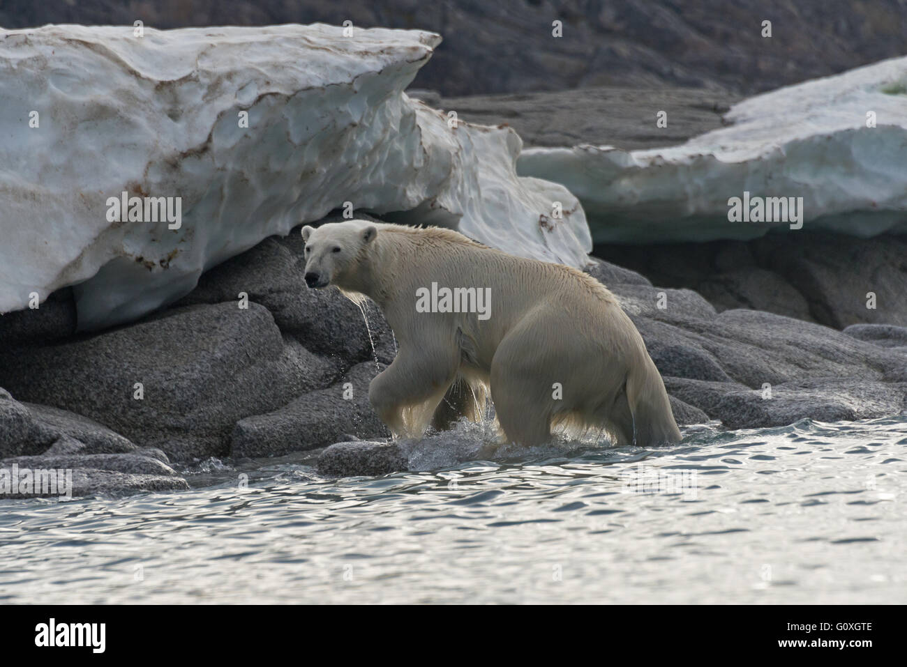 One polar bear dripping wet as it climbs out of the water at Chermsideoya on Nordaustlandet, Svalbard Stock Photo