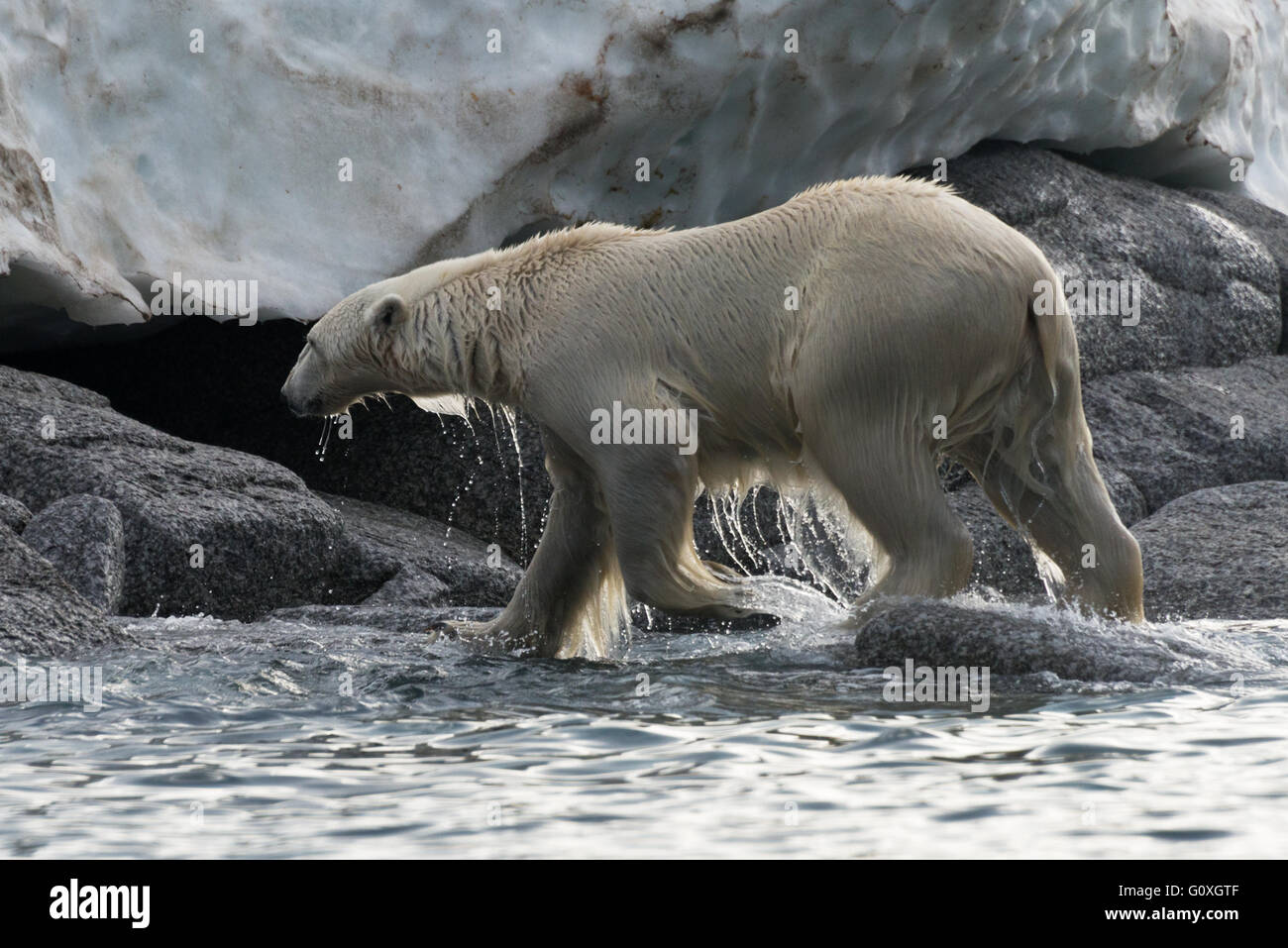 One polar bear dripping wet as it climbs out of the water at Chermsideoya on Nordaustlandet, Svalbard Stock Photo