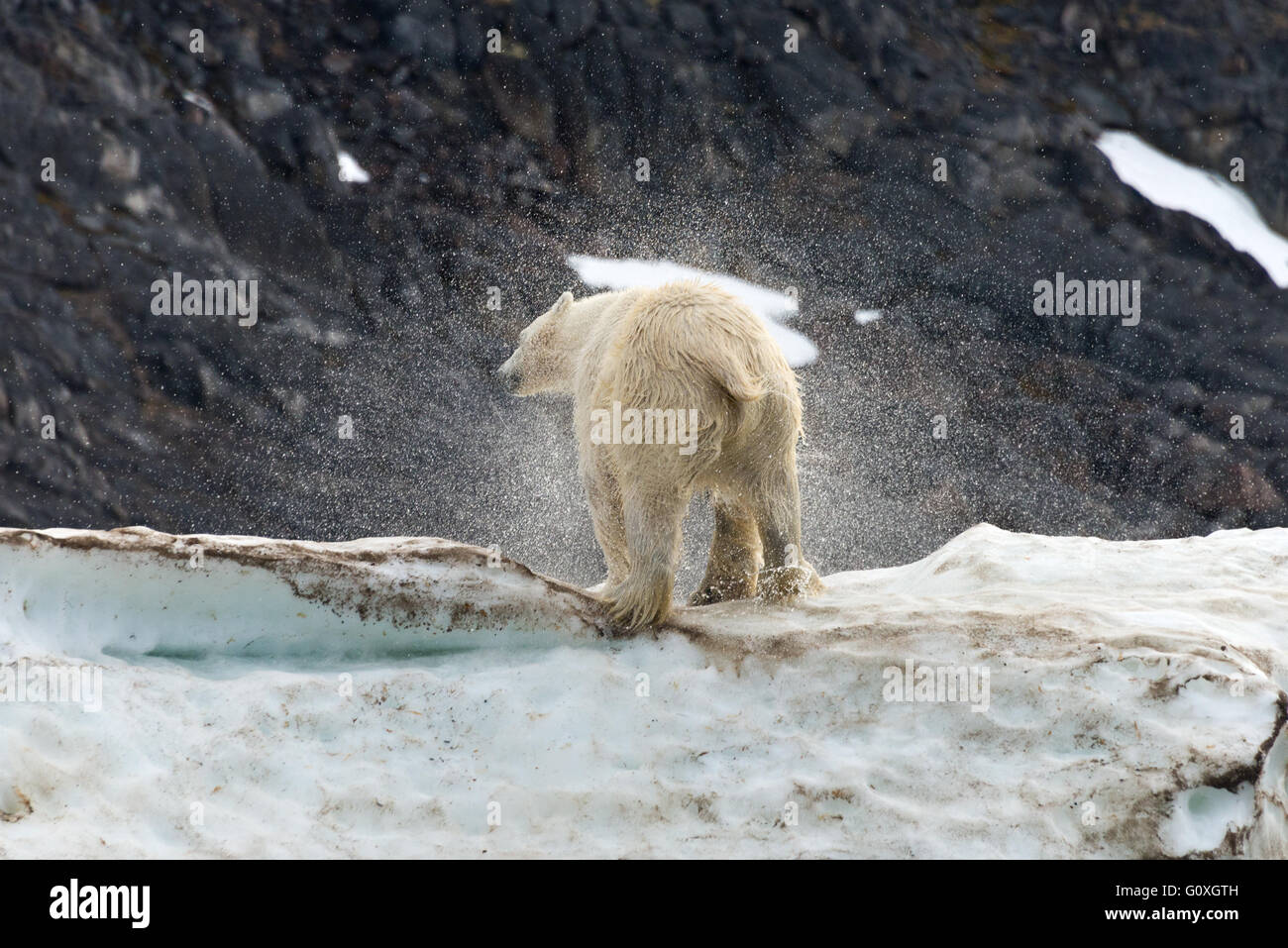 One polar bear shaking of water having just climbed out of the sea at Chermsideoya on Nordaustlandet, Svalbard Stock Photo