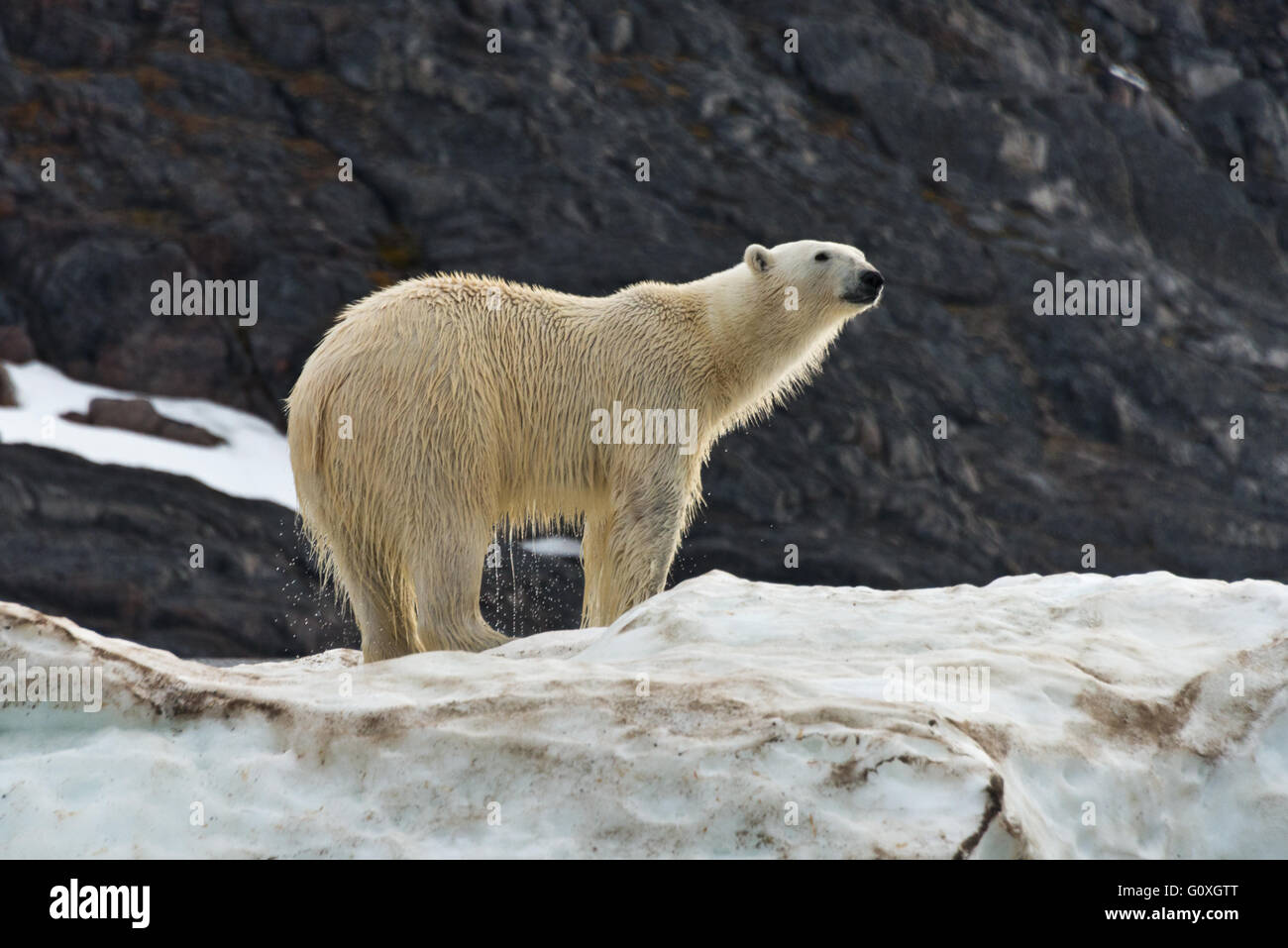 One polar bear standing on a bank of snow dripping with water at the waters edge at Chermsideoya on Nordaustlandet, Svalbard Stock Photo