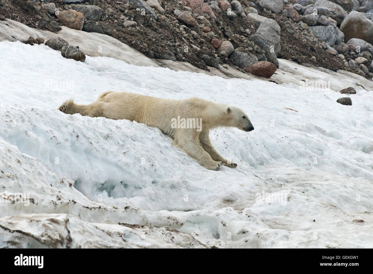 One polar bear sliding down a bank of snow just above the waters edge at Chermsideoya on Nordaustlandet, Svalbard Stock Photo