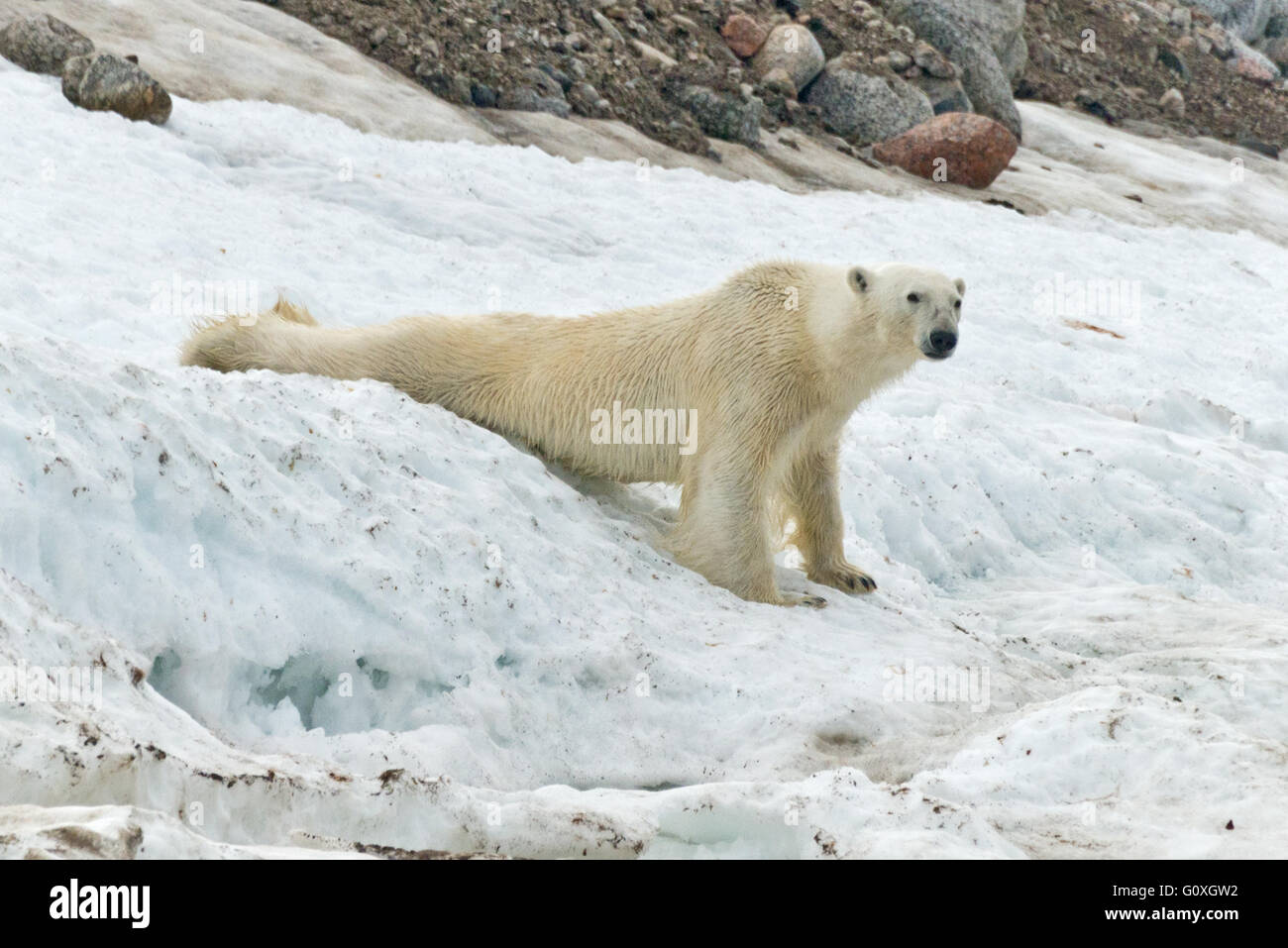 One polar bear sliding down a bank of snow just above the waters edge at Chermsideoya on Nordaustlandet, Svalbard Stock Photo
