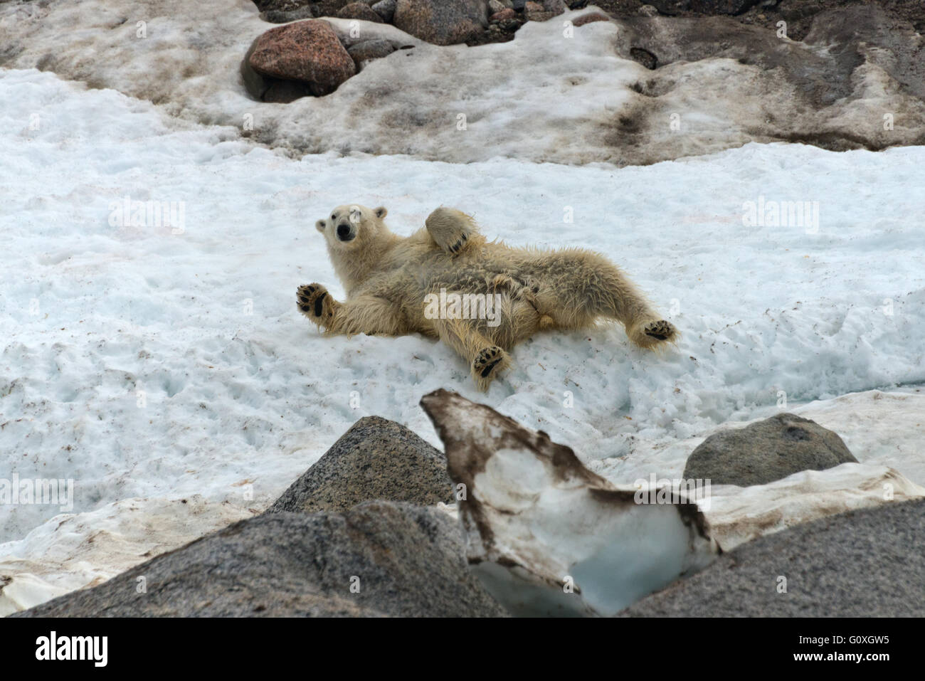 One polar bear rolling in the snow just above the waters edge at Chermsideoya on Nordaustlandet, Svalbard Stock Photo