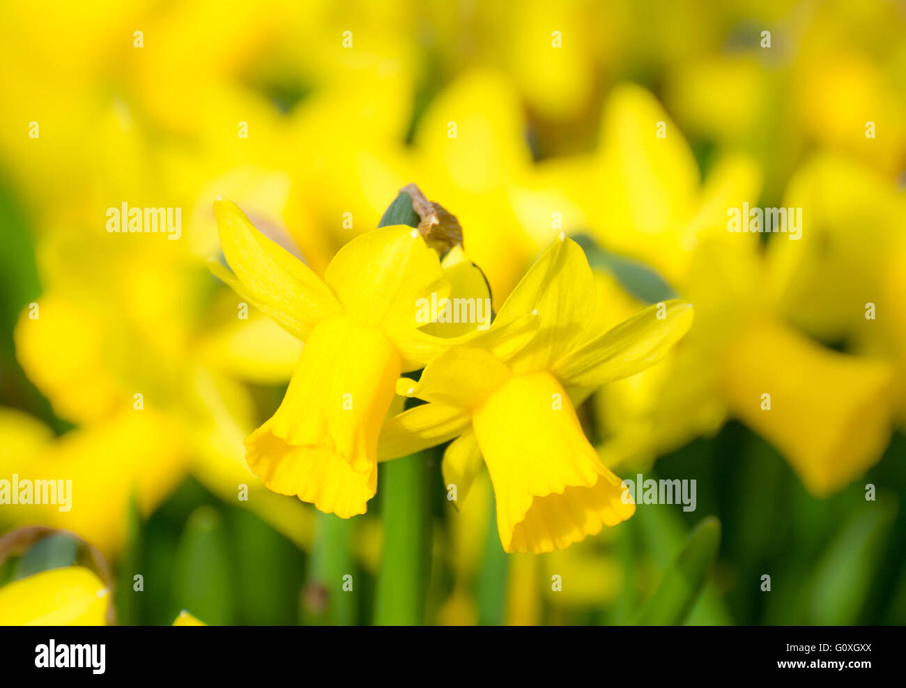 Springtime - flowerbed with yellow daffodil flowers Stock Photo