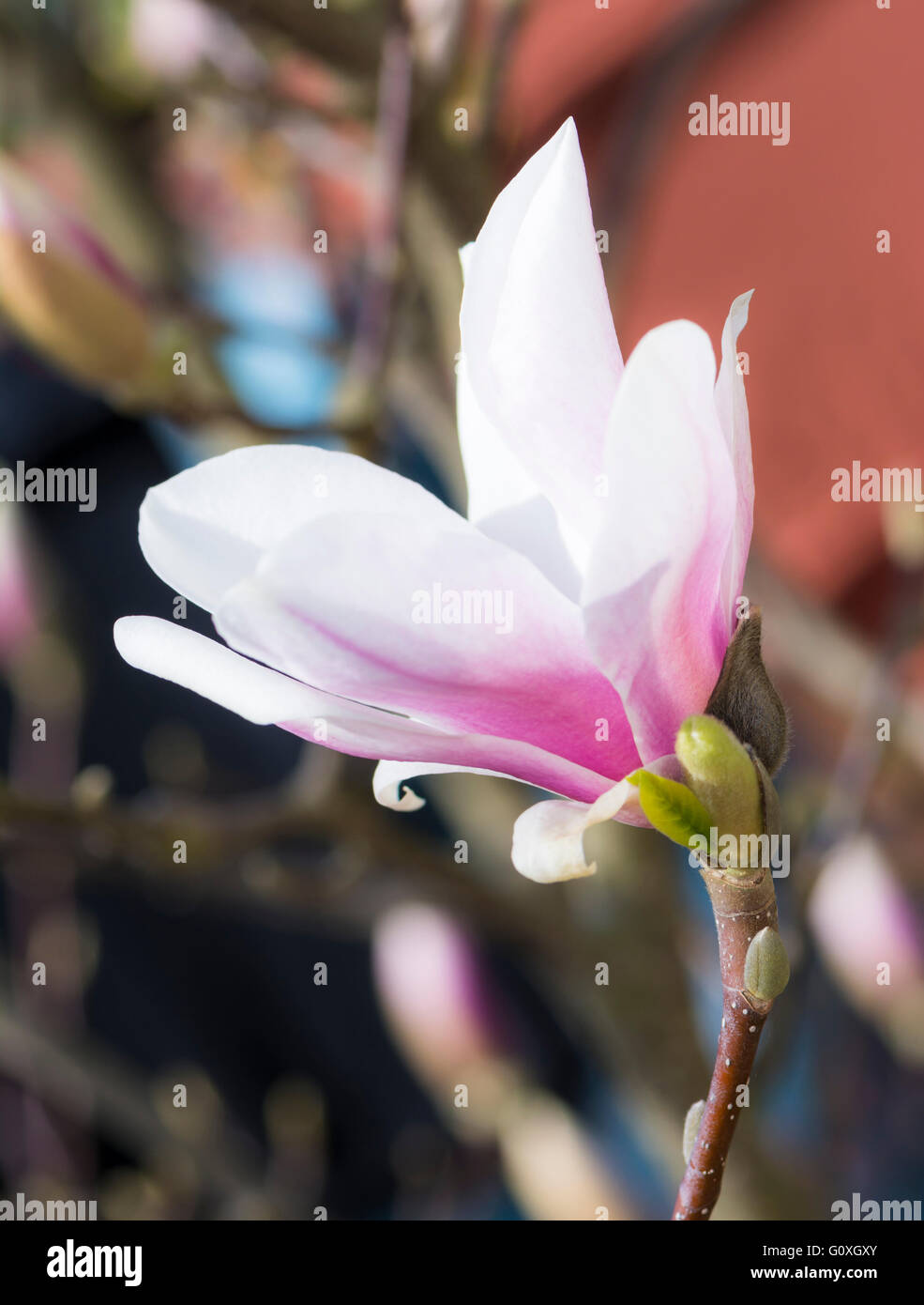Twig of a flowering magnolia tree with white blossom Stock Photo
