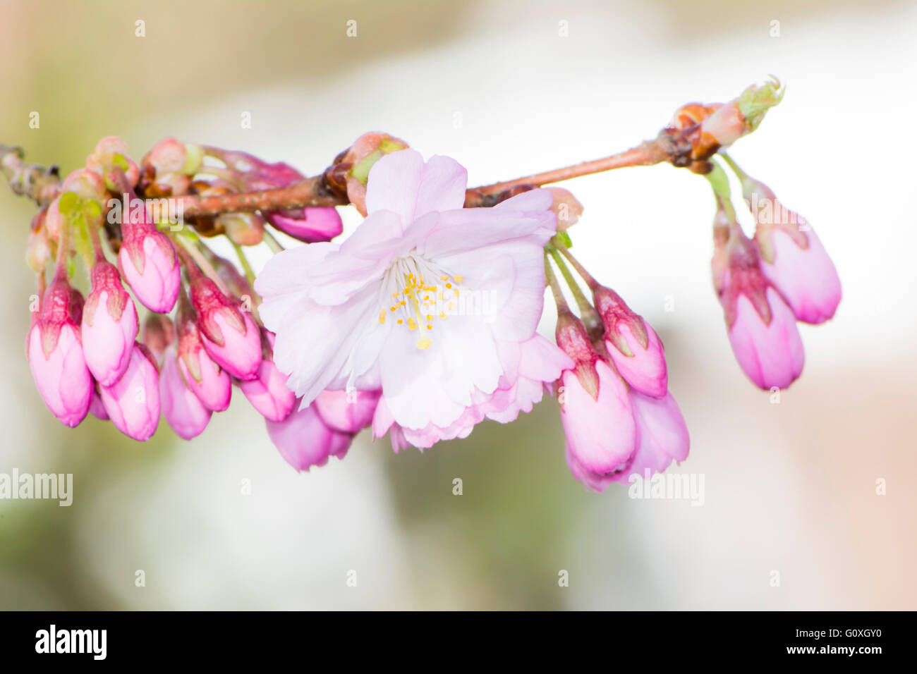 Blossoming season with pink cherry blossoms Stock Photo