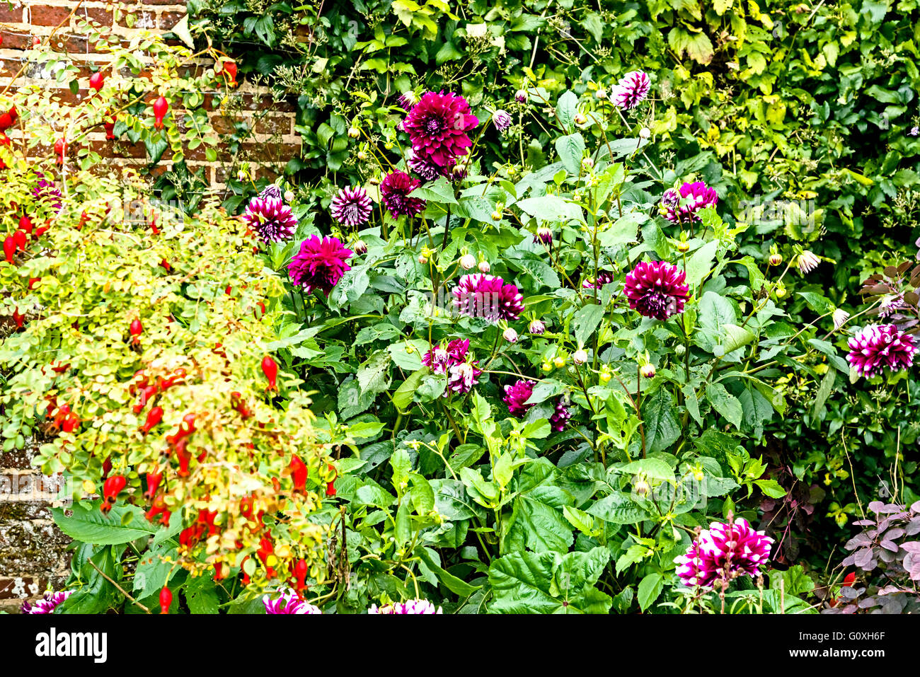 Flowers in a famous garden Stock Photo