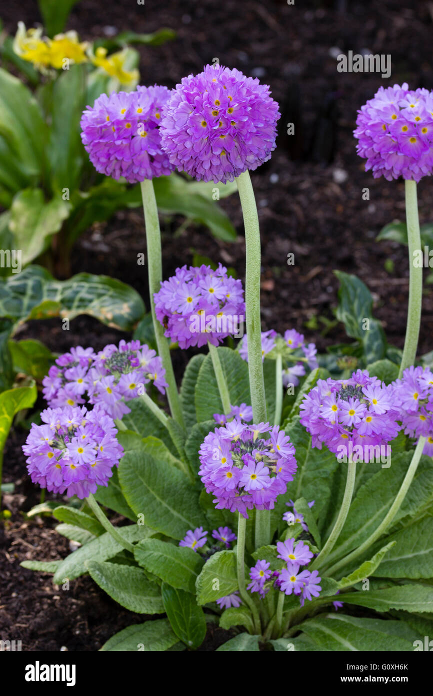 Mauve drumstick heads of the spring flowering hardy perennial Primula denticulata Stock Photo