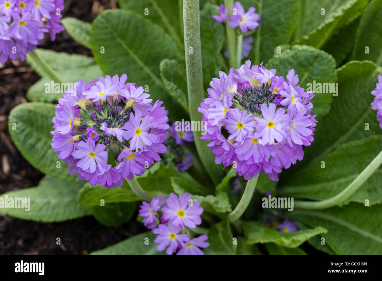 Mauve drumstick heads of the spring flowering hardy perennial Primula denticulata Stock Photo