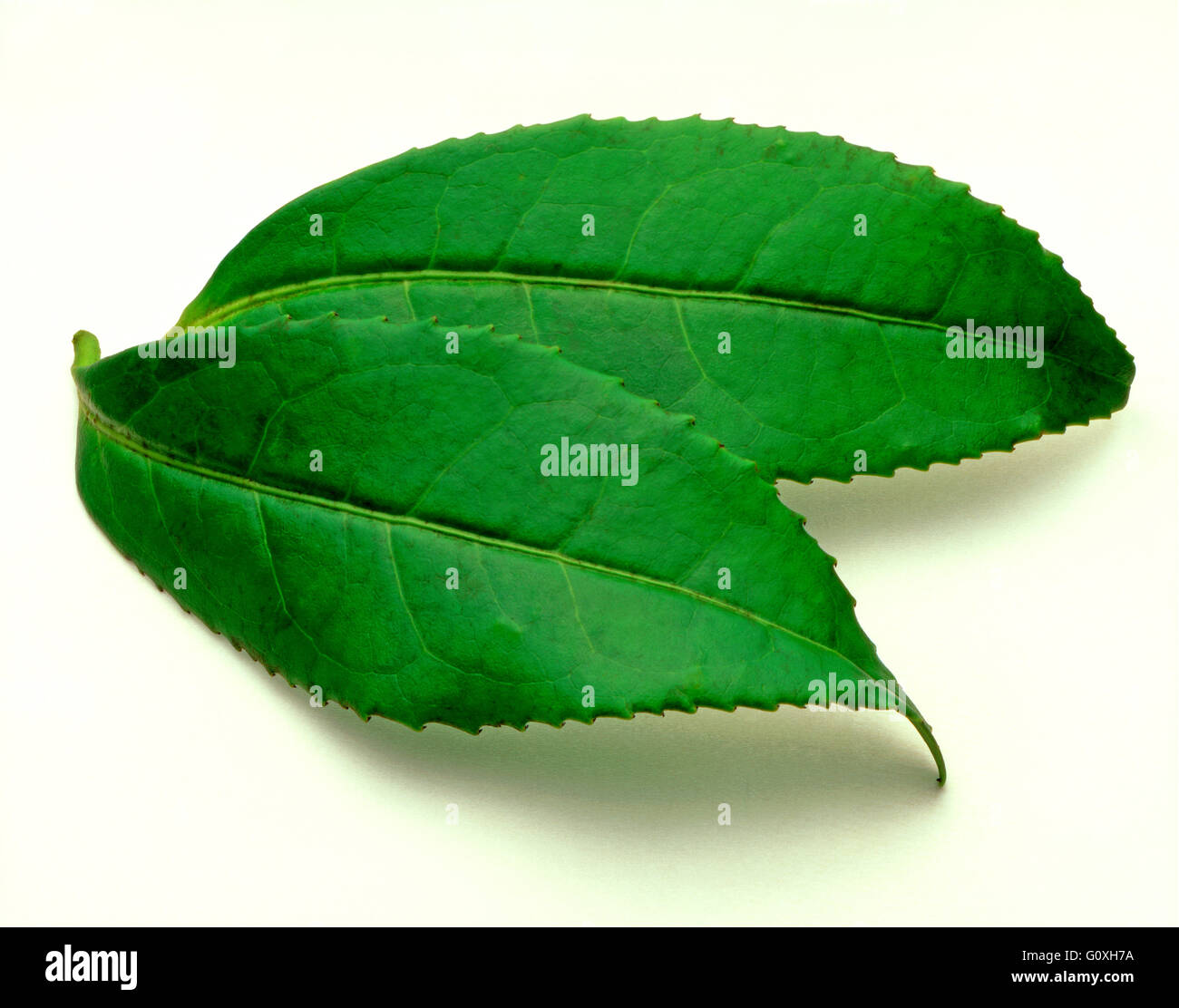 Two Tea Leaves on a pure white background Stock Photo