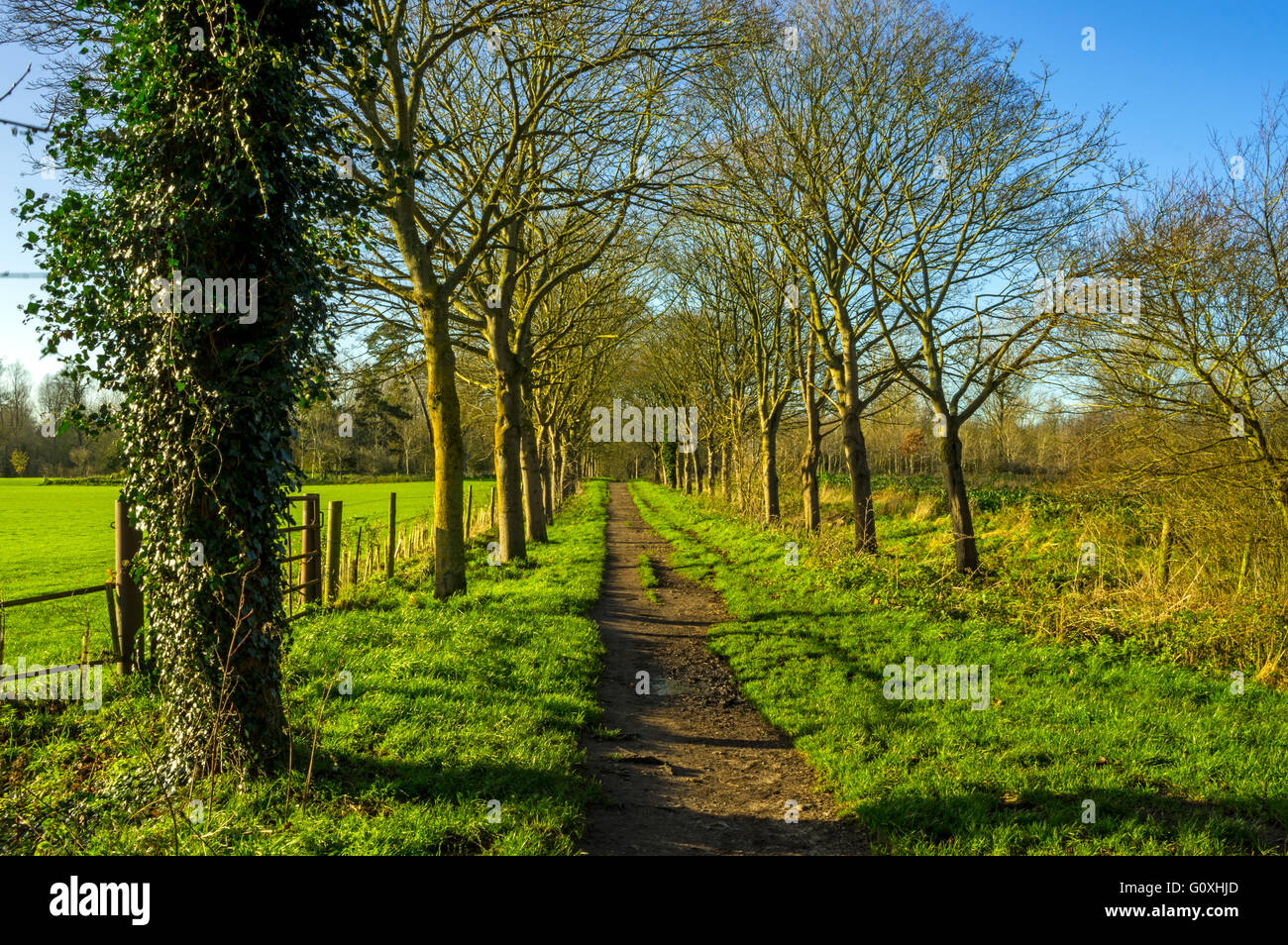 A brdleway through an avenue of trees Stock Photo