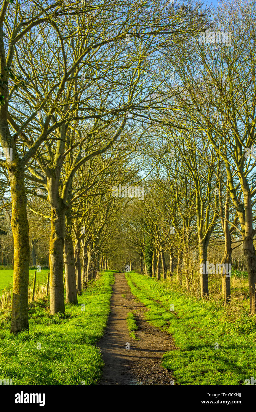 A brdleway through an anenue of trees Stock Photo