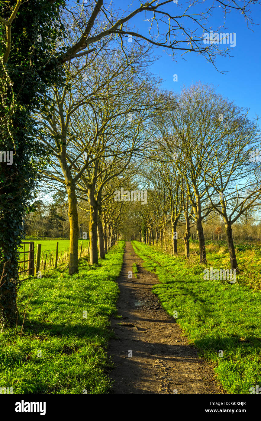 A bridle way through an avenue of trees at Ixworth Suffolk Stock Photo