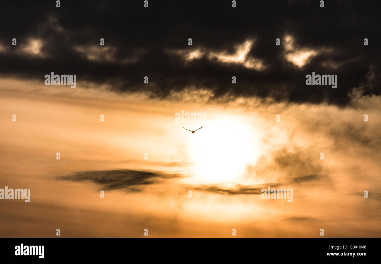 Bird in storm hires stock photography and images Alamy