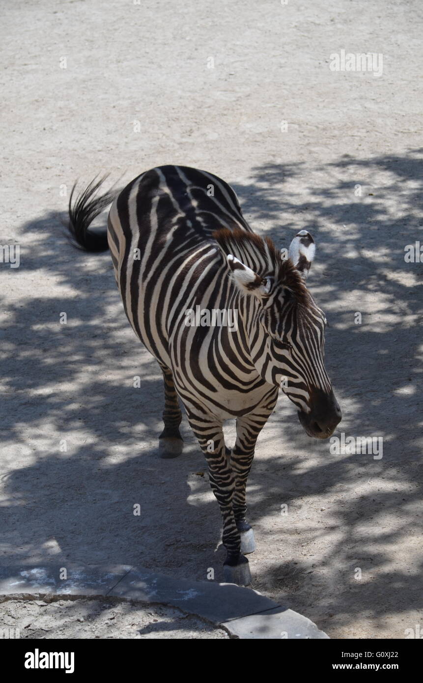 Grant's zebra zoo hires stock photography and images Alamy