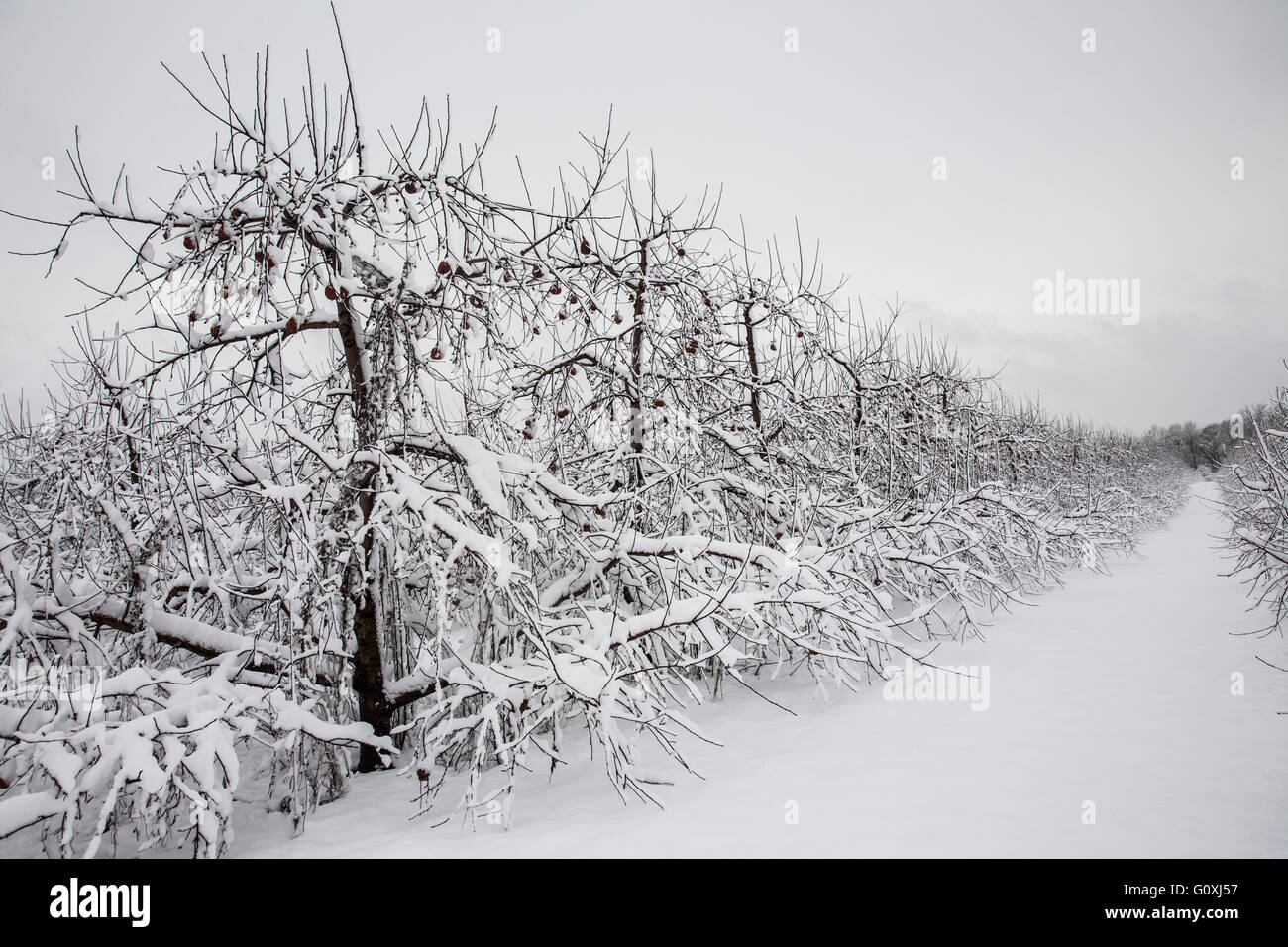 Winter landscape row of snow covered Peach trees in a storm clouds Stock Photo 103847219 Alamy