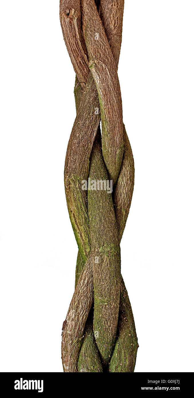 Braided trunk hires stock photography and images Alamy