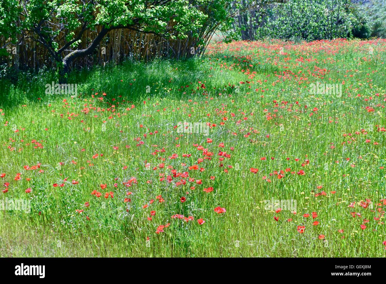 A beautiful field full of red tulips Stock Photo - Alamy