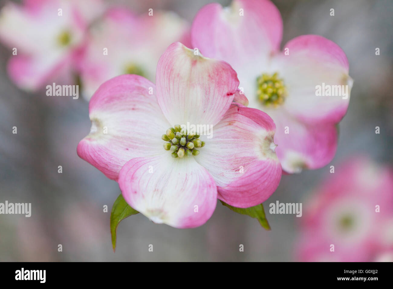 Pink Dogwood flowers (Cornus florida rubra) closeup - Virginia USA Stock Photo