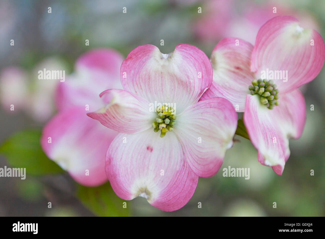 Pink Dogwood flowers (Cornus florida rubra) closeup - Virginia USA Stock Photo